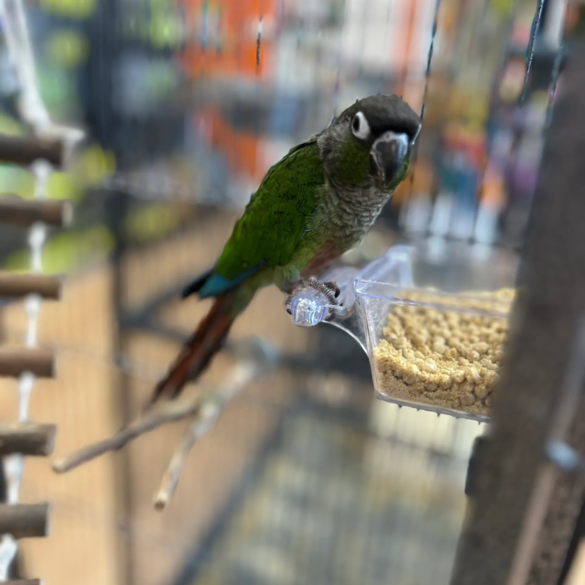 Green Cheek Conure