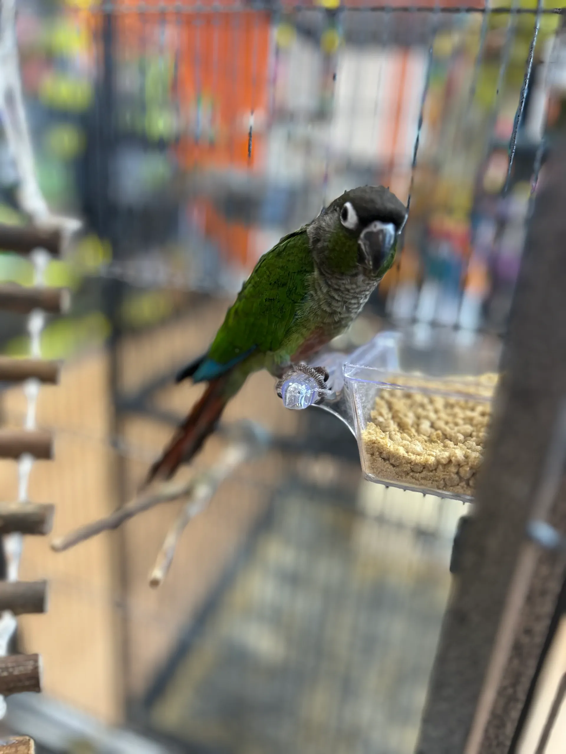 Green Cheek Conure