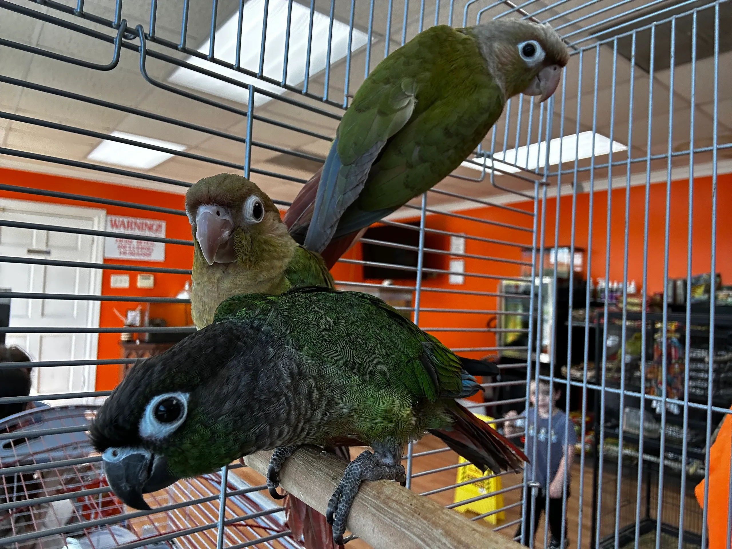 Green Cheek Conure